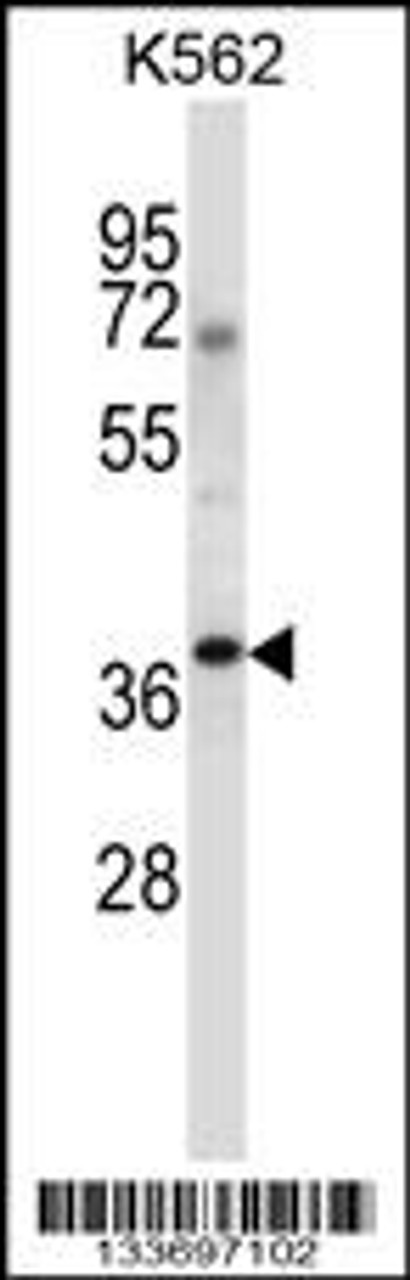 Western blot analysis in K562 cell line lysates (35ug/lane) .