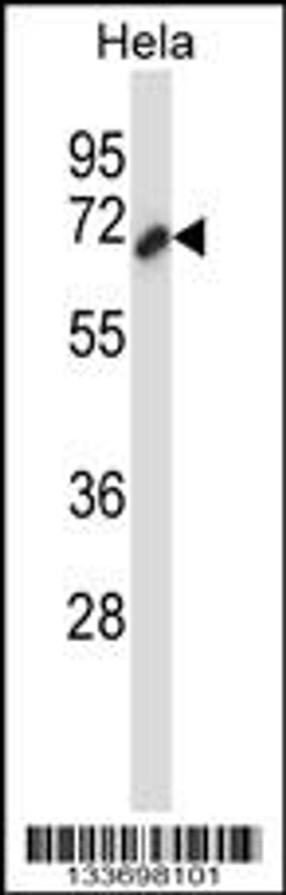 Western blot analysis in Hela cell line lysates (35ug/lane) .