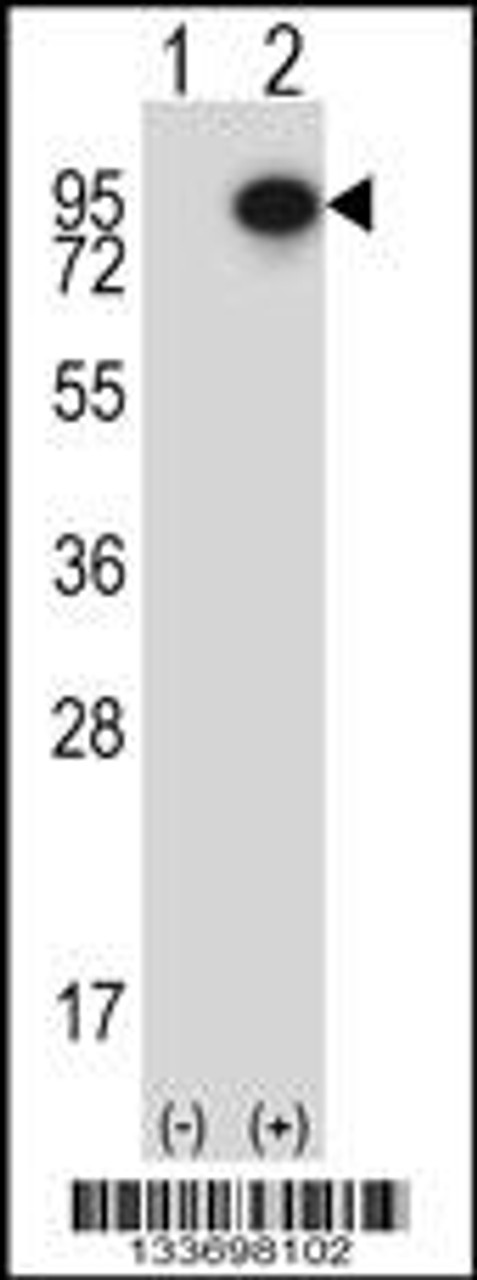 Western blot analysis of CTTN using rabbit polyclonal CTTN Antibody using 293 cell lysates (2 ug/lane) either nontransfected (Lane 1) or transiently transfected (Lane 2) with the CTTN gene.