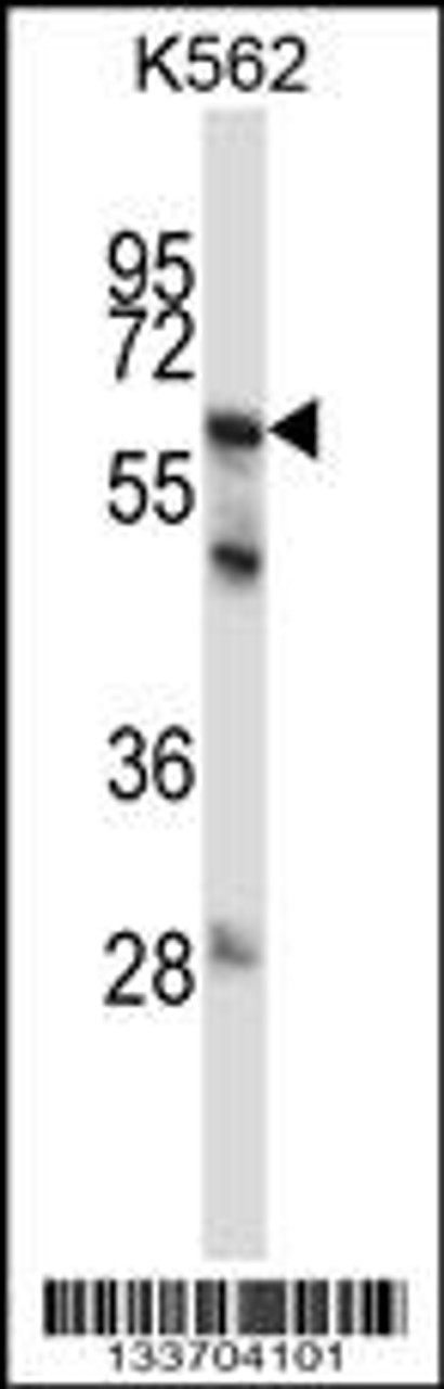 Western blot analysis in K562 cell line lysates (35ug/lane) .