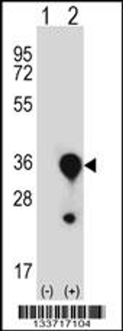 Western blot analysis of MBL2 using rabbit polyclonal MBL2 Antibody using 293 cell lysates (2 ug/lane) either nontransfected (Lane 1) or transiently transfected (Lane 2) with the MBL2 gene.