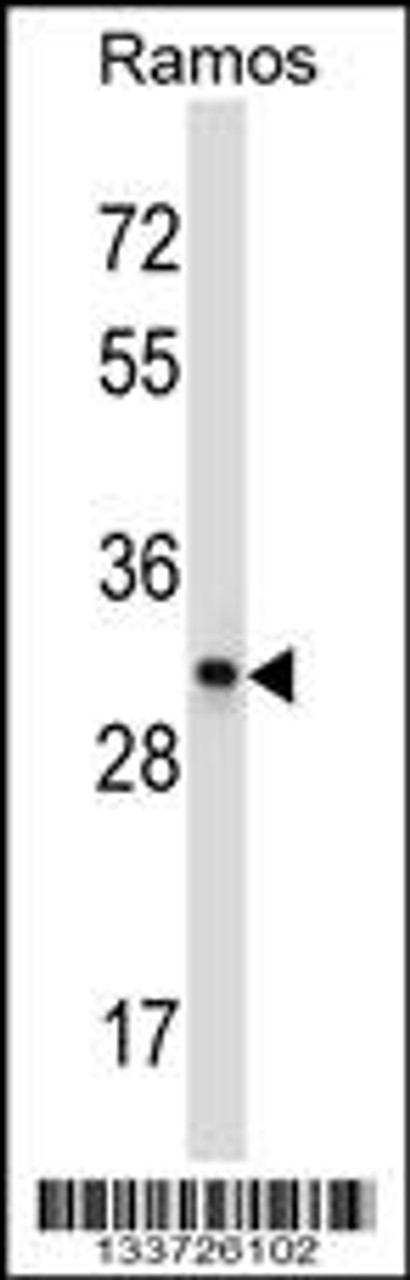 Western blot analysis in Ramos cell line lysates (35ug/lane) .