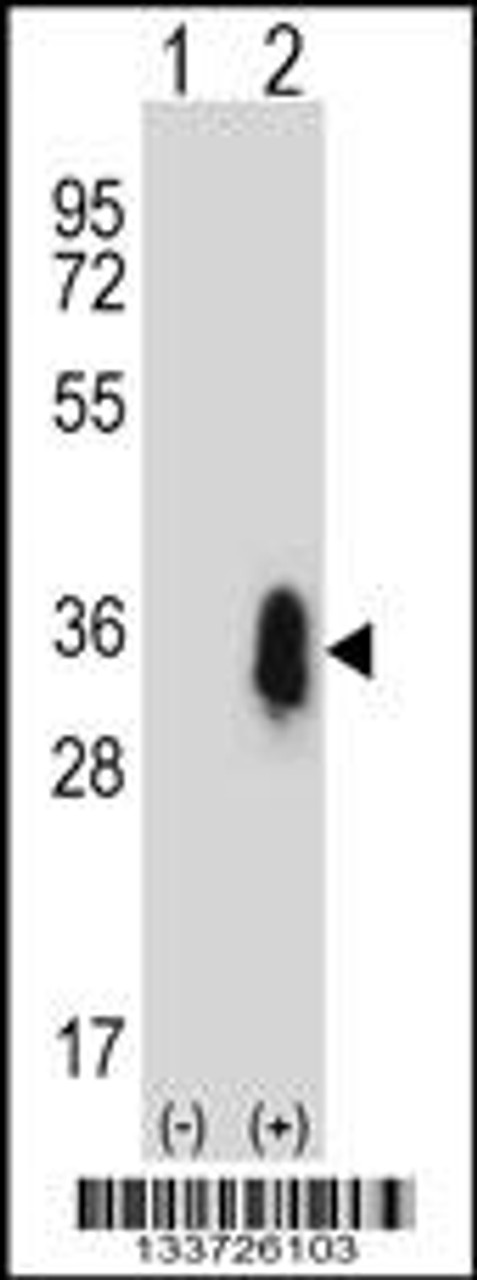 Western blot analysis of CD27 using rabbit polyclonal CD27 Antibody using 293 cell lysates (2 ug/lane) either nontransfected (Lane 1) or transiently transfected (Lane 2) with the CD27 gene.