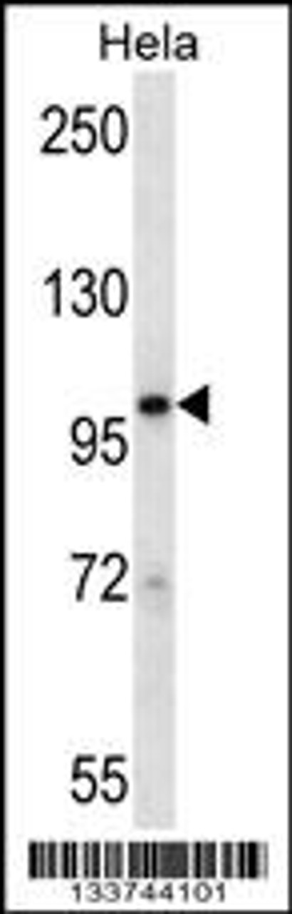 Western blot analysis in Hela cell line lysates (35ug/lane) .