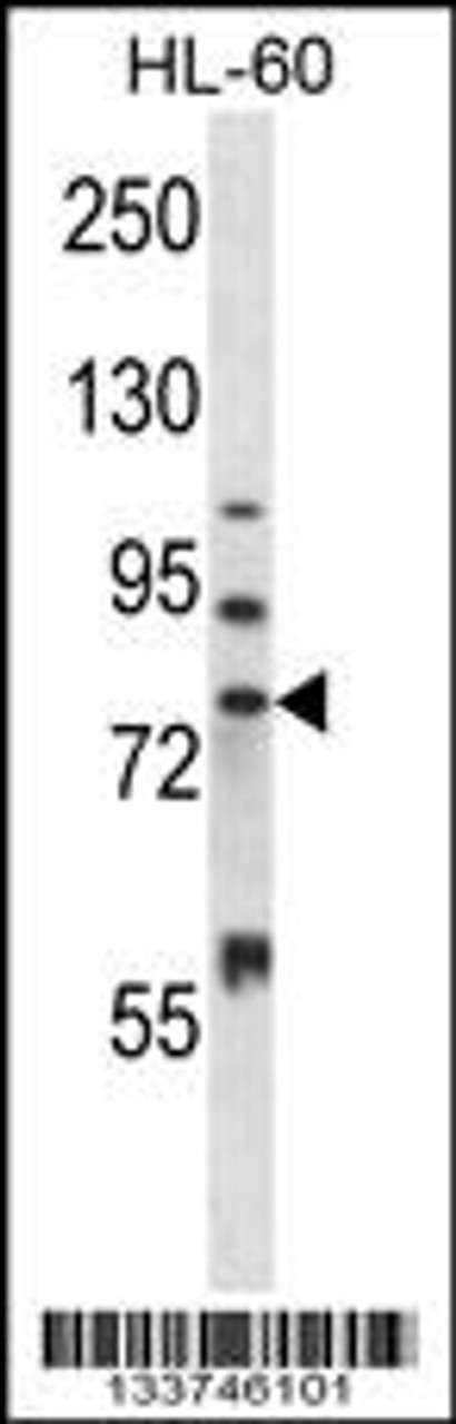 Western blot analysis in HL-60 cell line lysates (35ug/lane) .