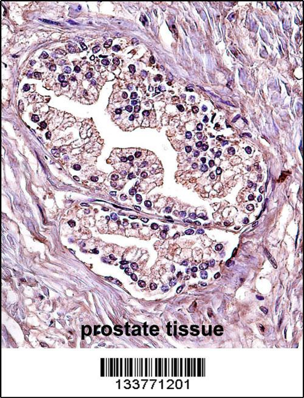 PPP4C Antibody immunohistochemistry analysis in formalin fixed and paraffin embedded human prostate tissue followed by peroxidase conjugation of the secondary antibody and DAB staining.