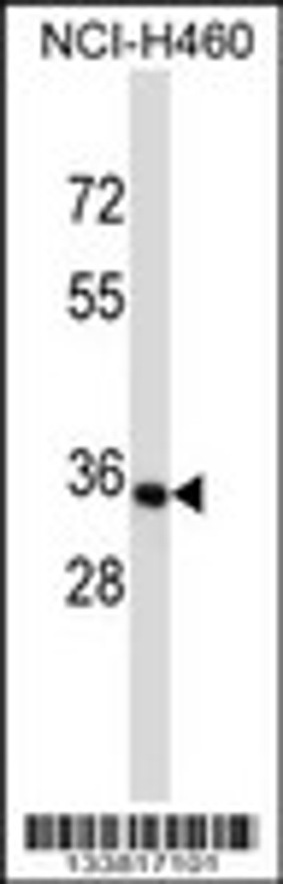 Western blot analysis in NCI-H460 cell line lysates (35ug/lane) .