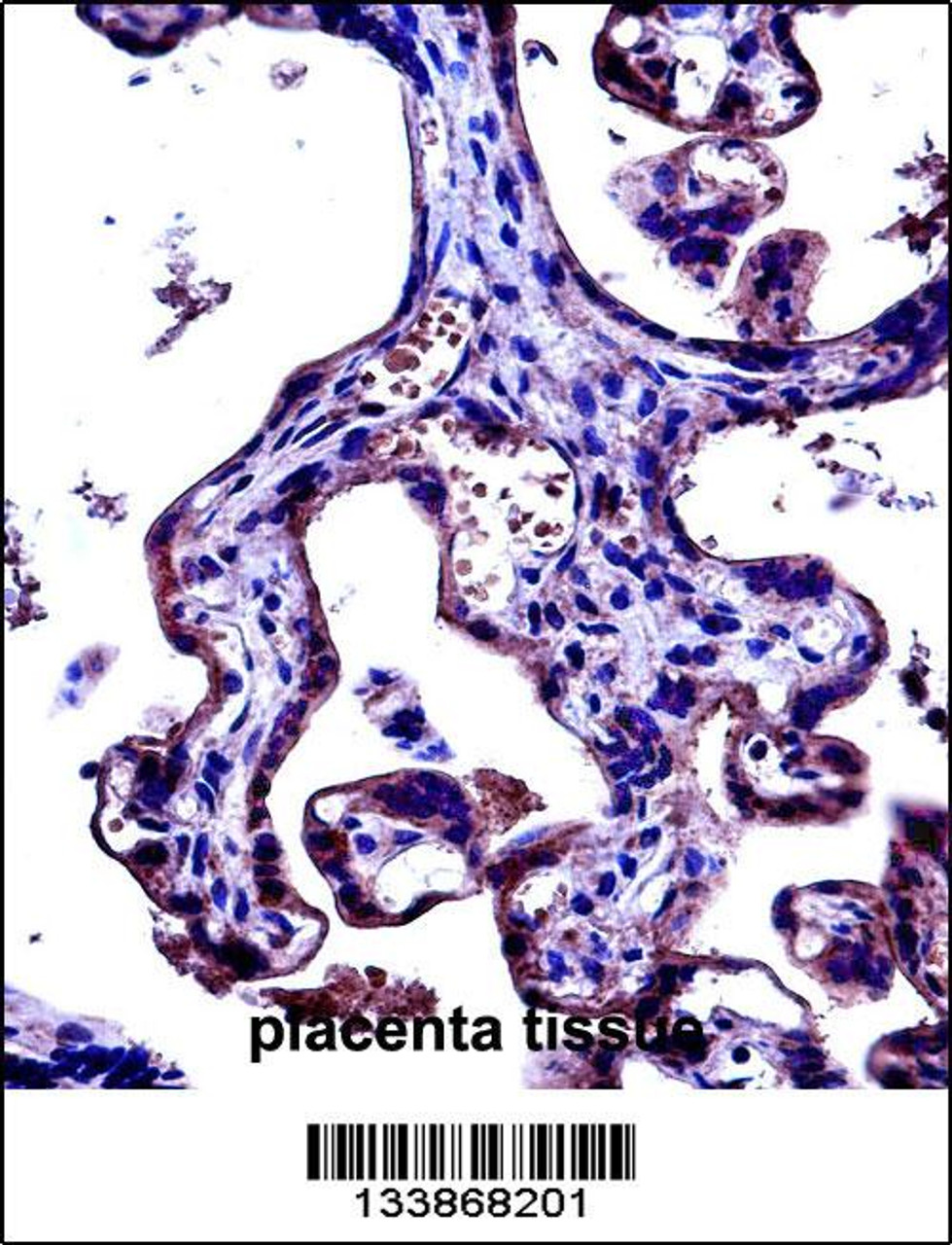 CD97 Antibody immunohistochemistry analysis in formalin fixed and paraffin embedded human placenta tissue followed by peroxidase conjugation of the secondary antibody and DAB staining.