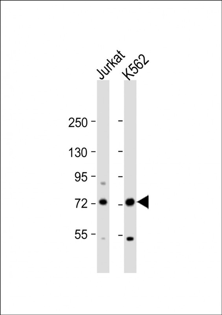 Western Blot at 1:1000 dilution Lane 1: Jurkat whole cell lysate Lane 2: K562 whole cell lysate Lysates/proteins at 20 ug per lane.