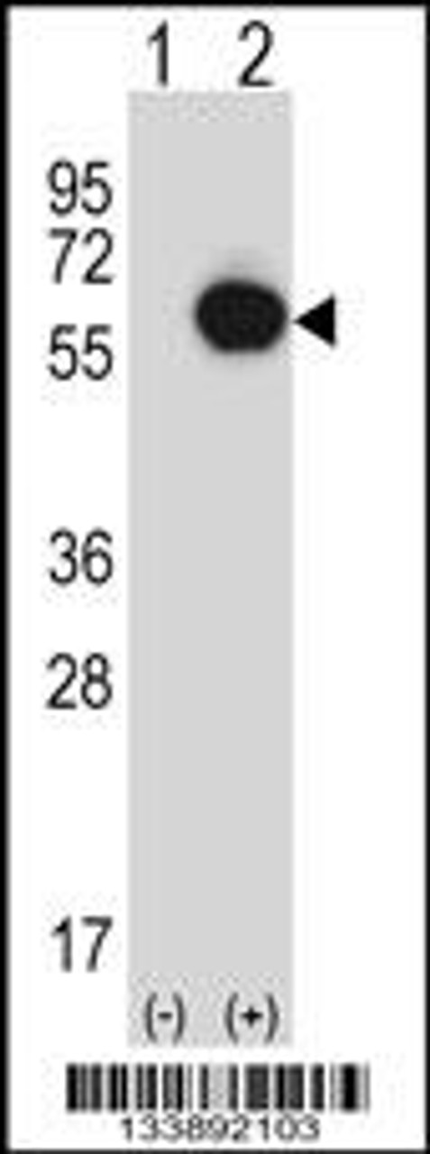 Western blot analysis of RANGAP1 using rabbit polyclonal RANGAP1 Antibody using 293 cell lysates (2 ug/lane) either nontransfected (Lane 1) or transiently transfected (Lane 2) with the RANGAP1 gene.