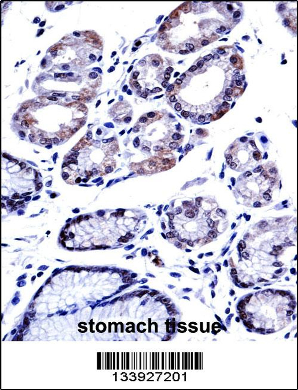 G3BP1 Antibody immunohistochemistry analysis in formalin fixed and paraffin embedded human stomach tissue followed by peroxidase conjugation of the secondary antibody and DAB staining.