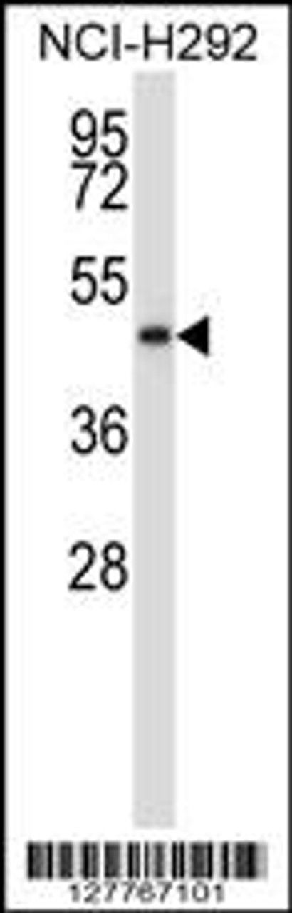 Western blot analysis in NCI-H292 cell line lysates (35ug/lane) .