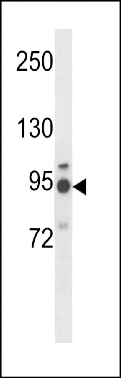 Western blot analysis in NCI-H460 cell line lysates (35ug/lane) .