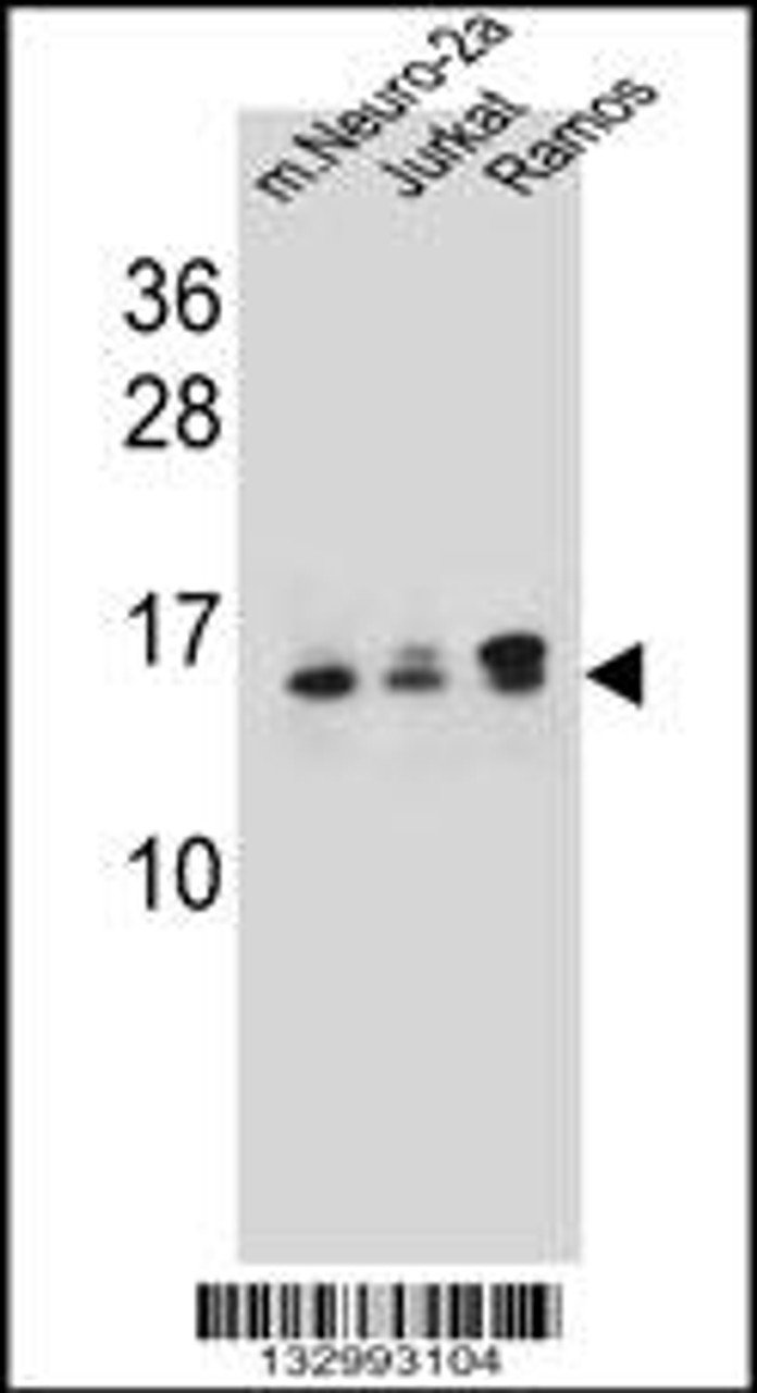 Western blot analysis in mouse Neuro-2a, Jurkat, Ramos cell line lysates (35ug/lane) .