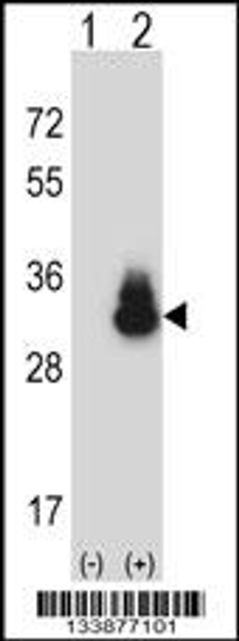 Western blot analysis of CEACAM3 using rabbit polyclonal CEACAM3 Antibody using 293 cell lysates (2 ug/lane) either nontransfected (Lane 1) or transiently transfected (Lane 2) with the CEACAM3 gene.