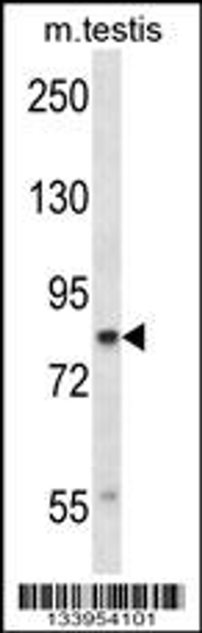 Western blot analysis in mouse testis tissue lysates (35ug/lane) .