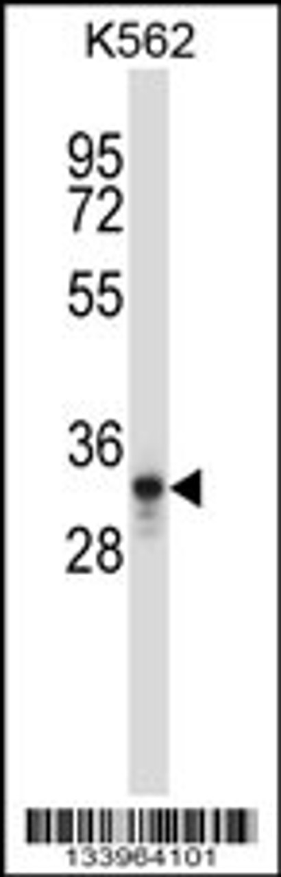 Western blot analysis in K562 cell line lysates (35ug/lane) .