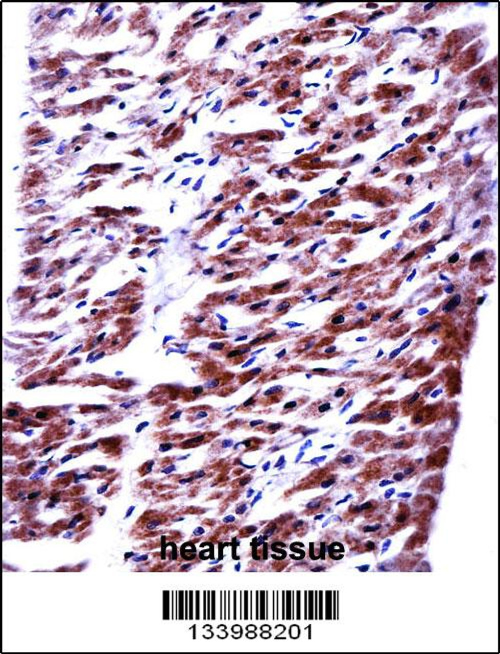 RM33 Antibody immunohistochemistry analysis in formalin fixed and paraffin embedded human heart tissue followed by peroxidase conjugation of the secondary antibody and DAB staining.