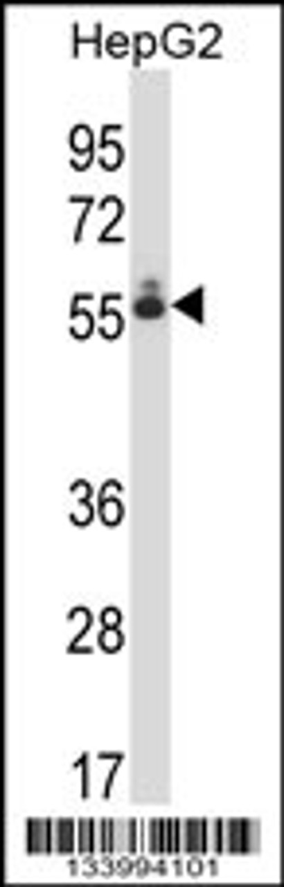 Western blot analysis in HepG2 cell line lysates (35ug/lane) .