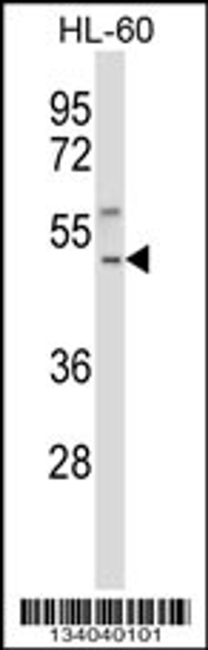 Western blot analysis in HL-60 cell line lysates (35ug/lane) .