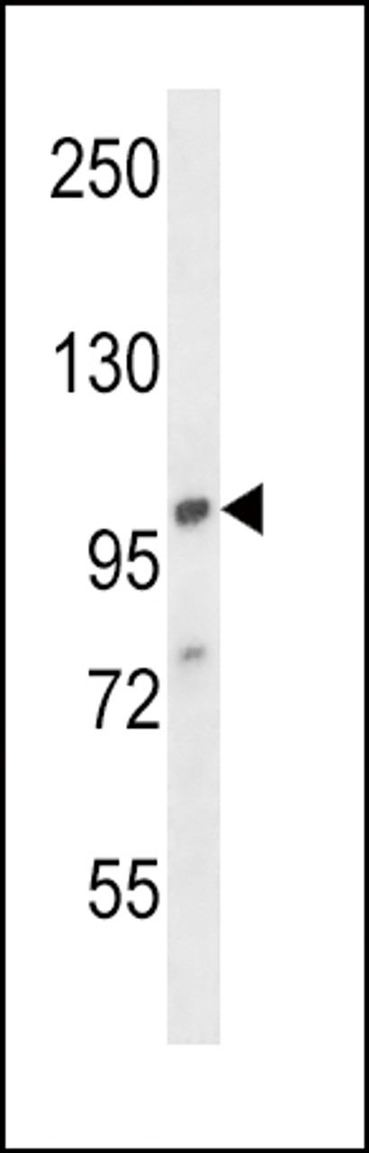 Western blot analysis in 293 cell line lysates (35ug/lane) .