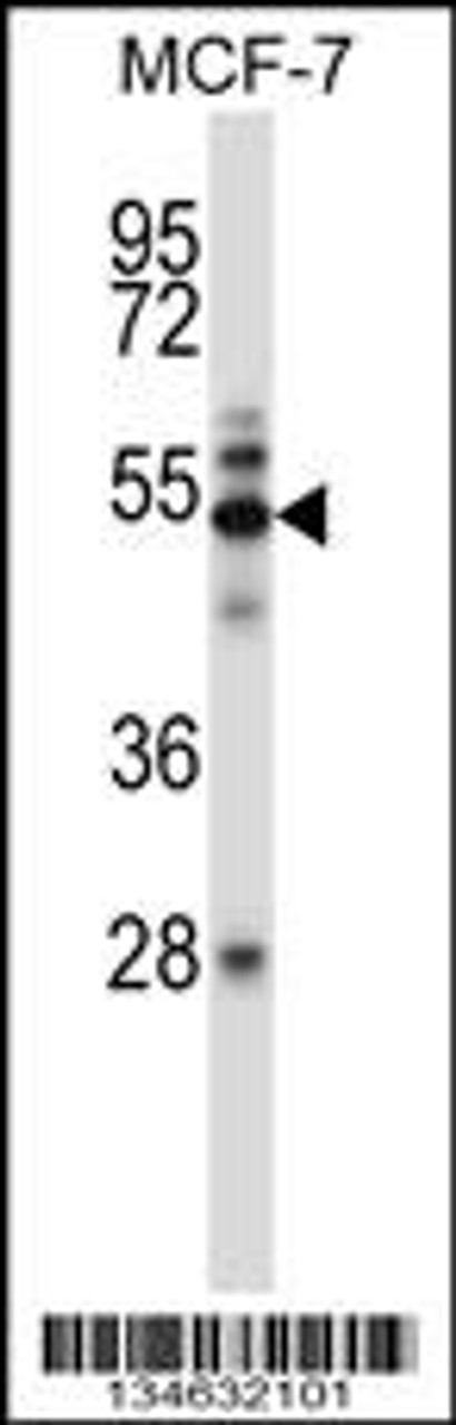 Western blot analysis in MCF-7 cell line lysates (35ug/lane) .