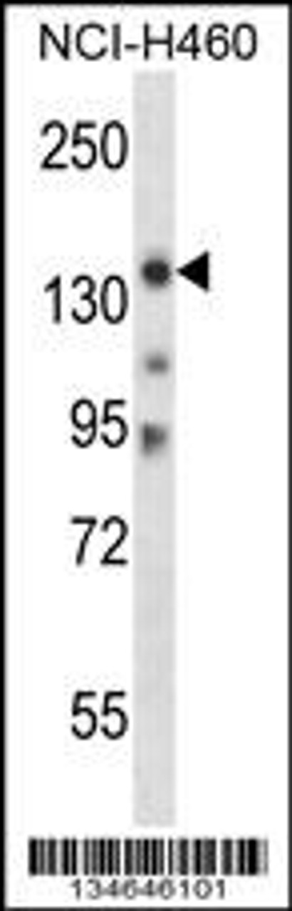 Western blot analysis in NCI-H460 cell line lysates (35ug/lane) .