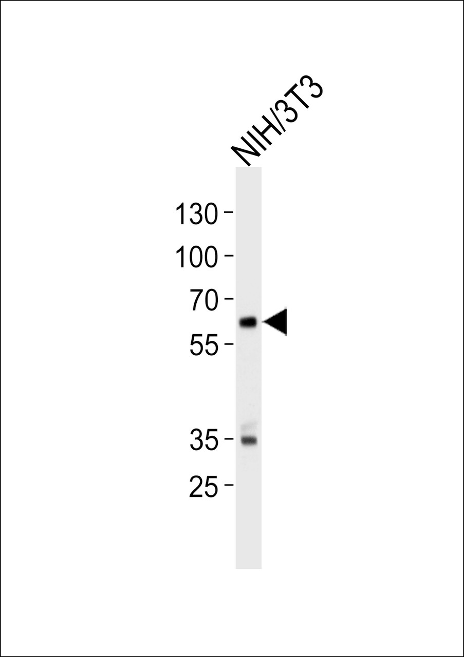 Western blot analysis of lysate from mouse NIH/3T3 cell line, using Mouse Ntrk2 Antibody at 1:1000 at each lane.