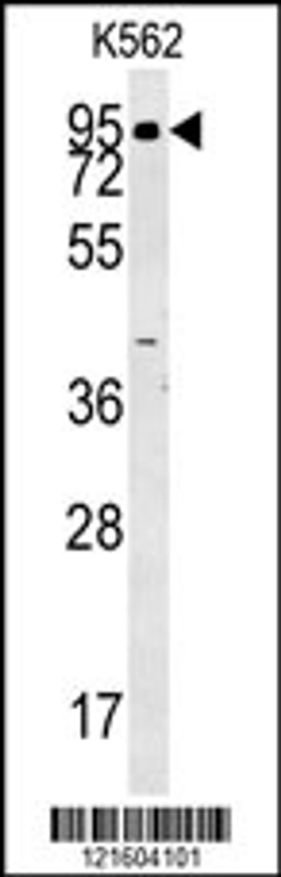 Western blot analysis in K562 cell line lysates (35ug/lane) .