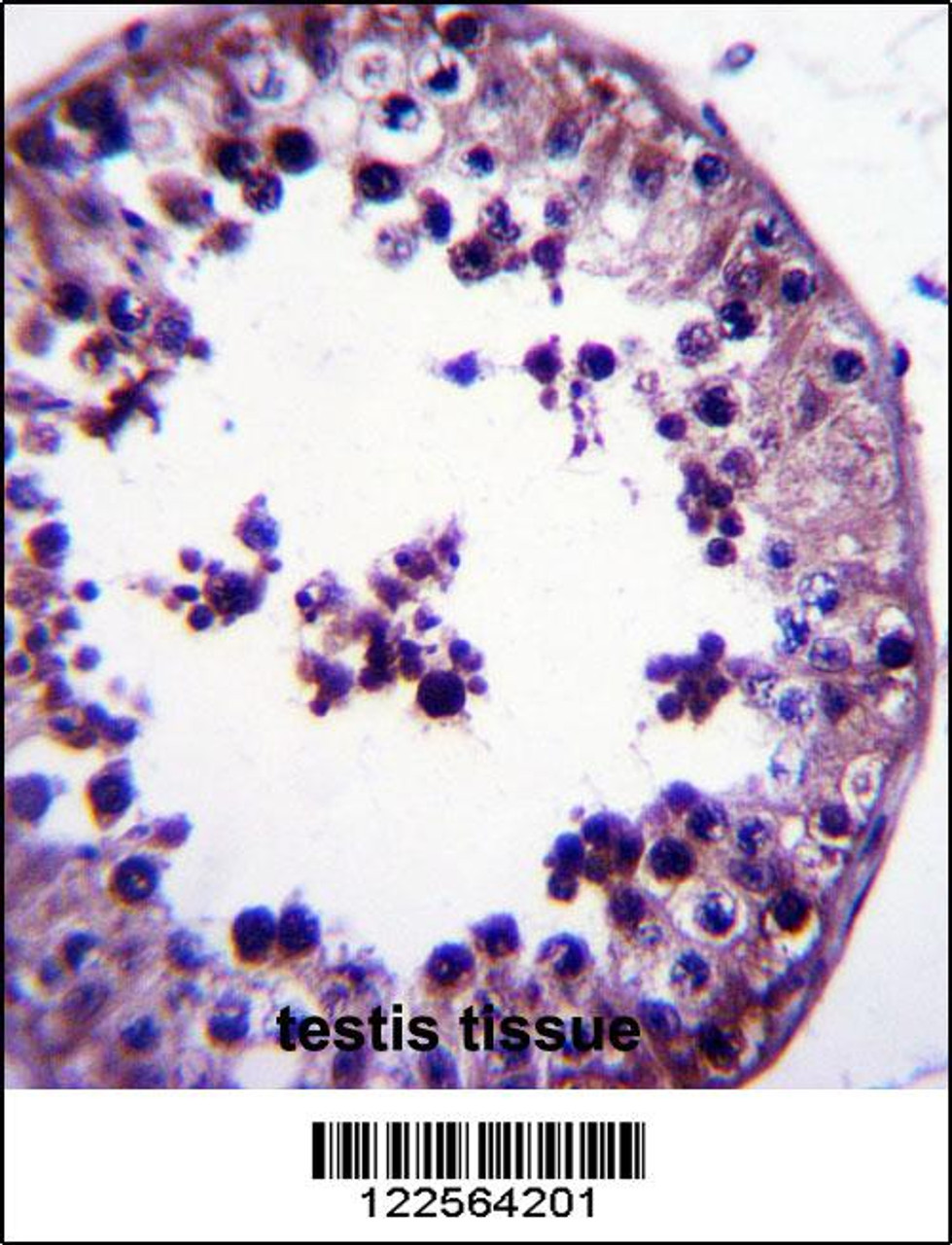 TSNAX Antibody immunohistochemistry analysis in formalin fixed and paraffin embedded human testis tissue followed by peroxidase conjugation of the secondary antibody and DAB staining.