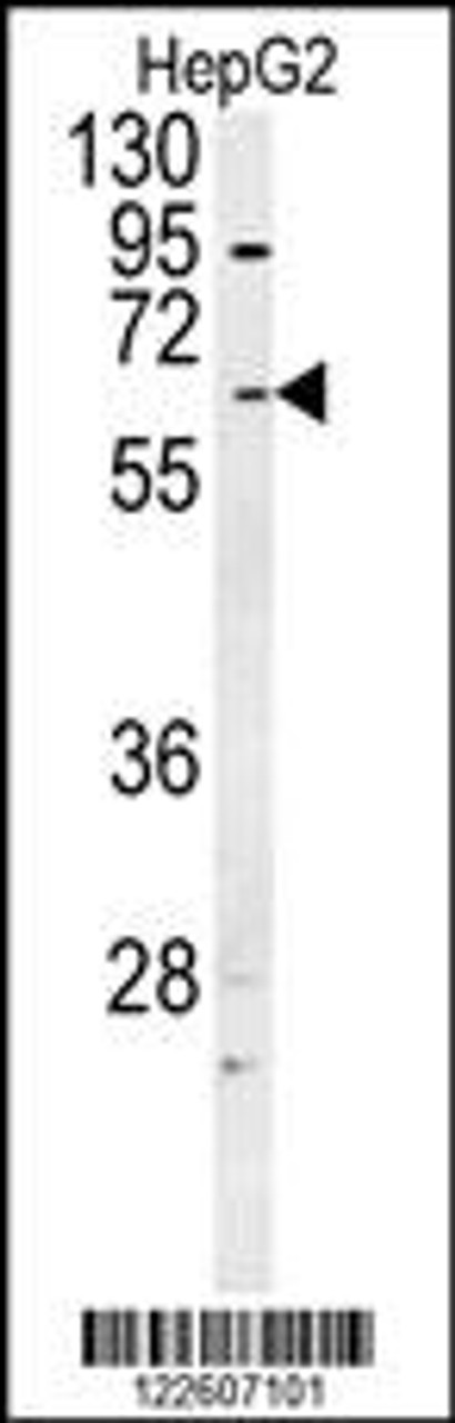 Western blot analysis in HepG2 cell line lysates (35ug/lane) .