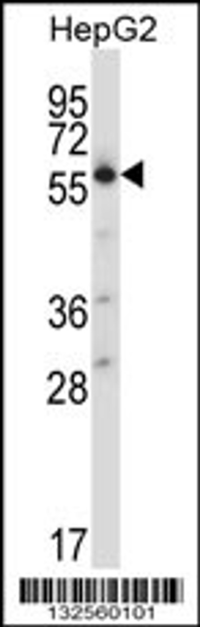 Western blot analysis in HepG2 cell line lysates (35ug/lane) .