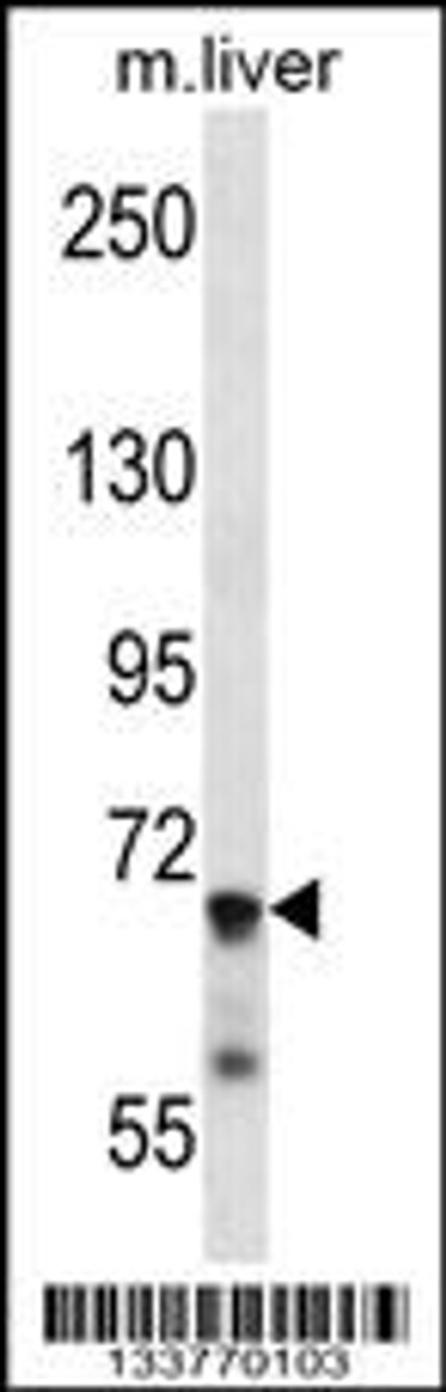 Western blot analysis in mouse liver tissue lysates (35ug/lane) .