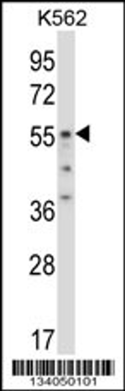 Western blot analysis in K562 cell line lysates (35ug/lane) .