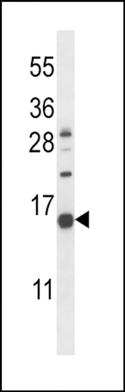 Western blot analysis in K562 cell line lysates (35ug/lane) .