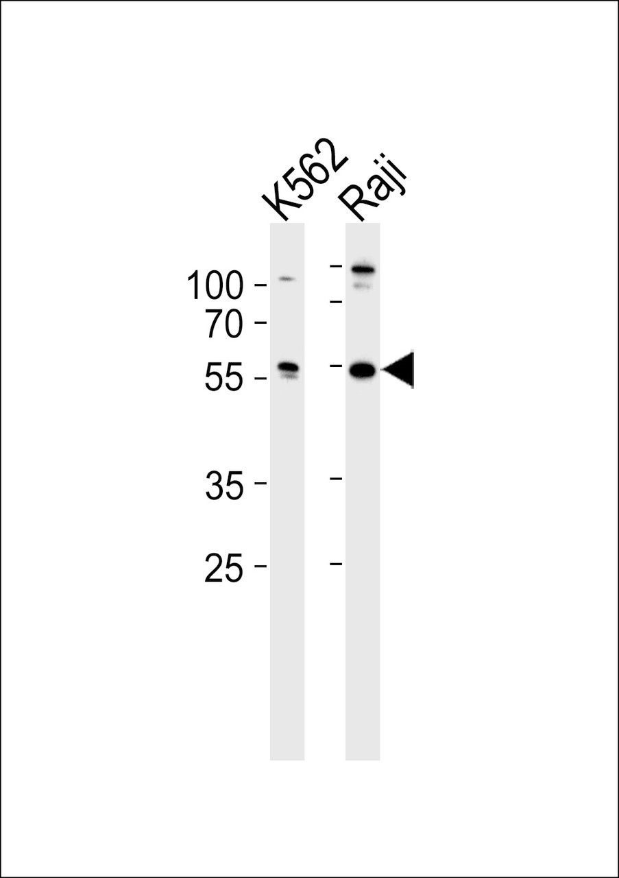 Western blot analysis of lysates from K562, Raji cell line (from left to right) , using HCLS1 Antibody at 1:1000 at each lane.