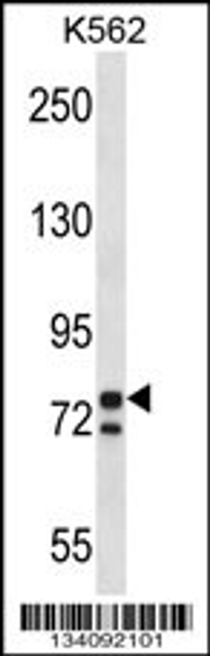 Western blot analysis in K562 cell line lysates (35ug/lane) .