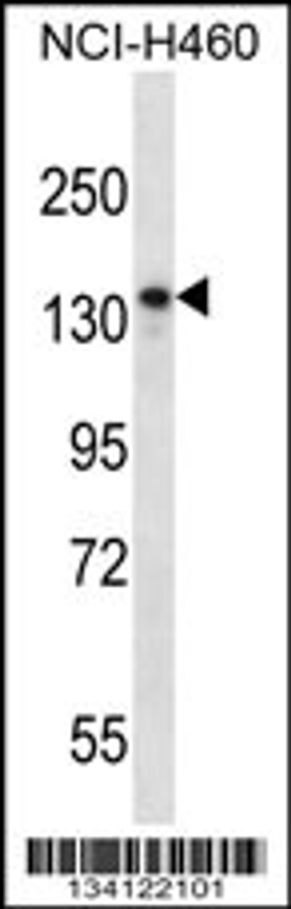 Western blot analysis in NCI-H460 cell line lysates (35ug/lane) .