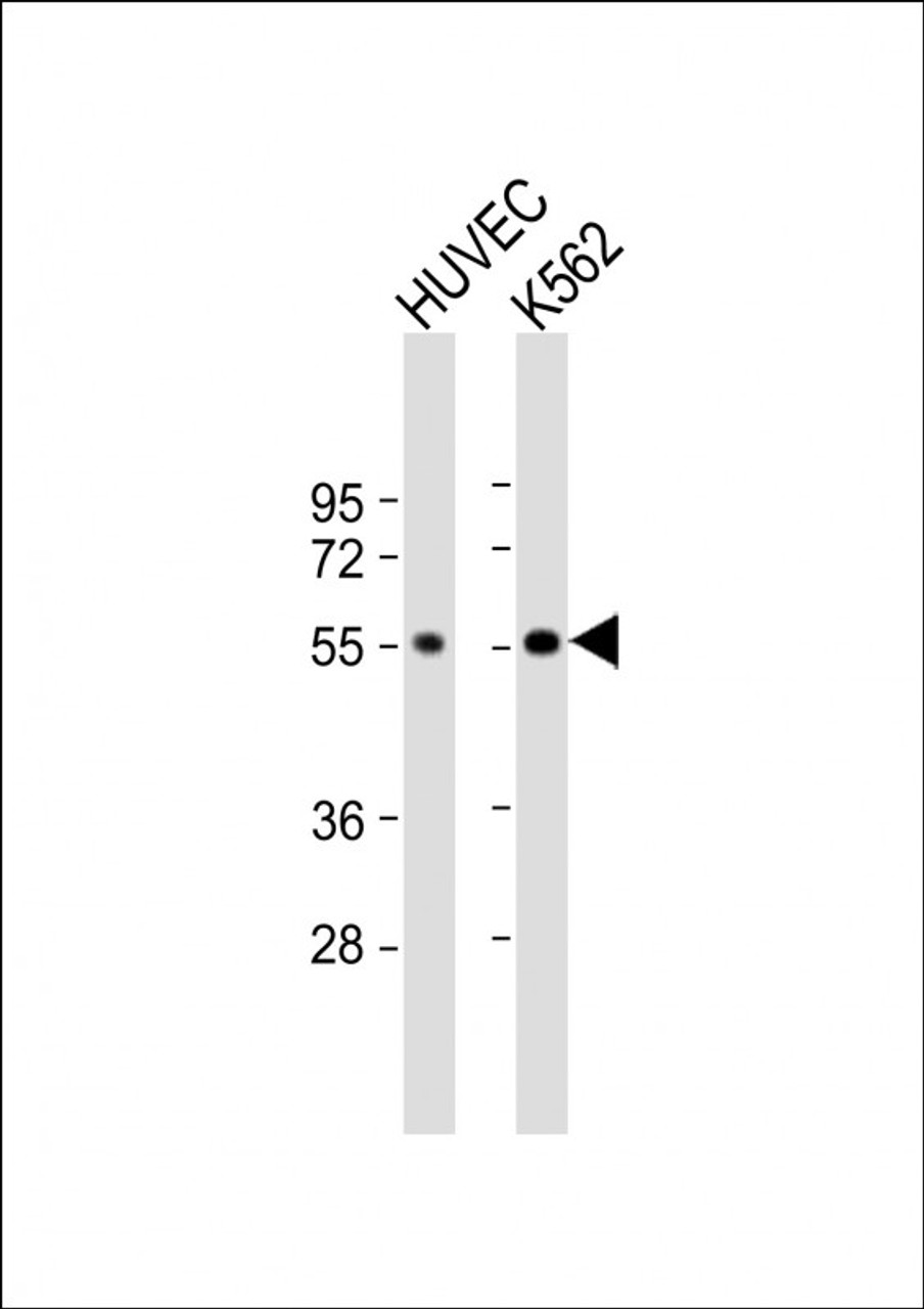 Western Blot at 1:1000 dilution Lane 1: HUVEC whole cell lysate Lane 2: K562 whole cell lysate Lysates/proteins at 20 ug per lane.