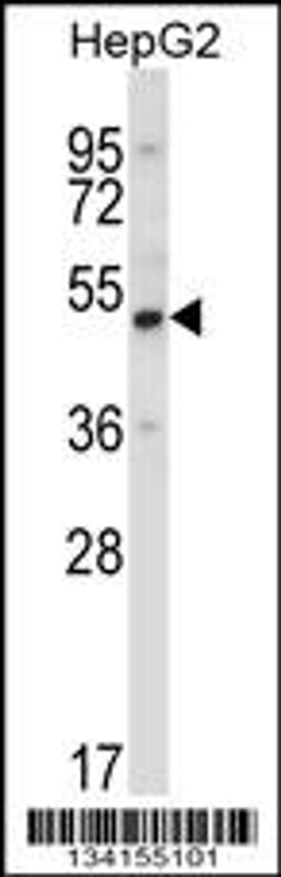 Western blot analysis in HepG2 cell line lysates (35ug/lane) .