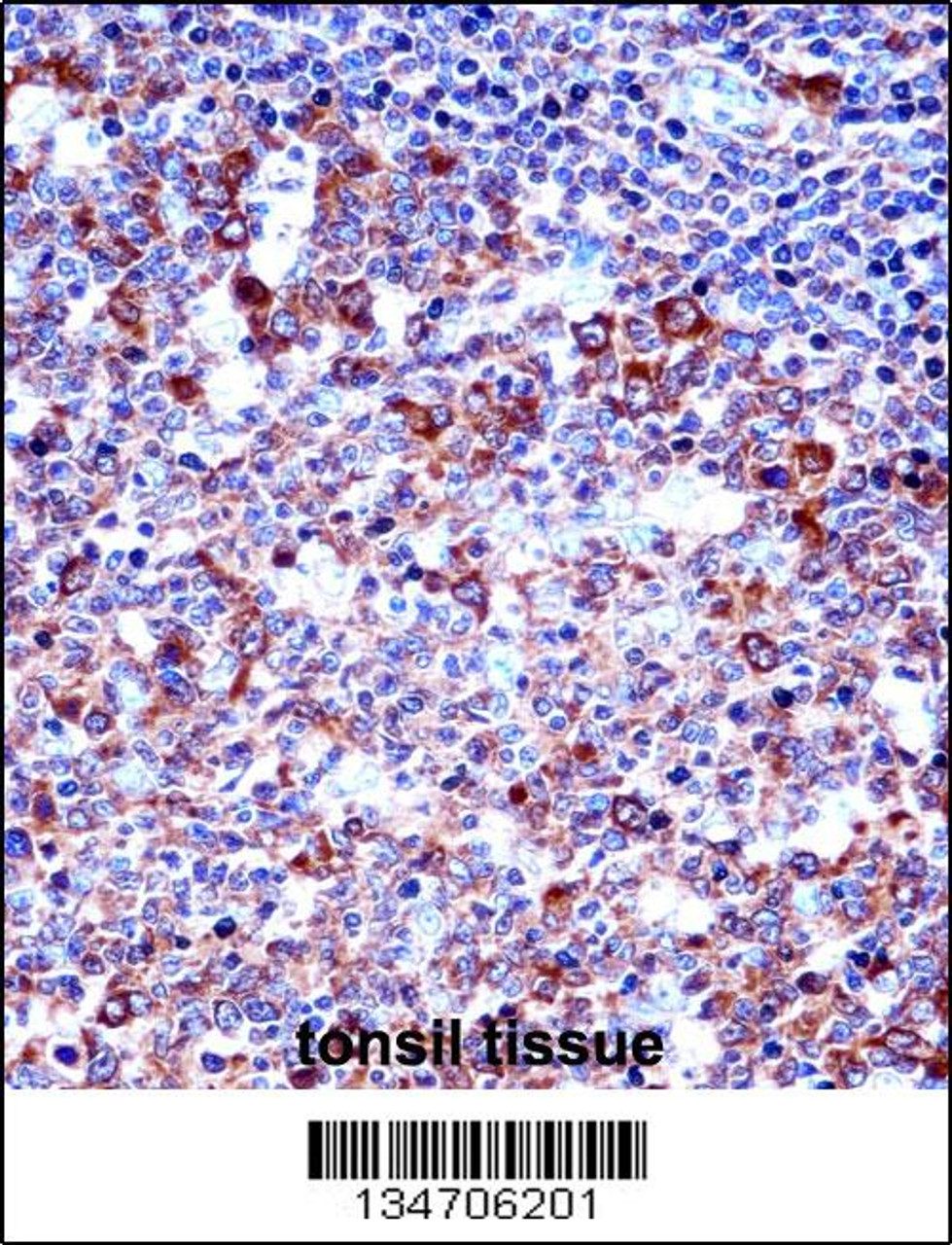 SPN/CD43 Antibody immunohistochemistry analysis in formalin fixed and paraffin embedded human tonsil tissue followed by peroxidase conjugation of the secondary antibody and DAB staining.