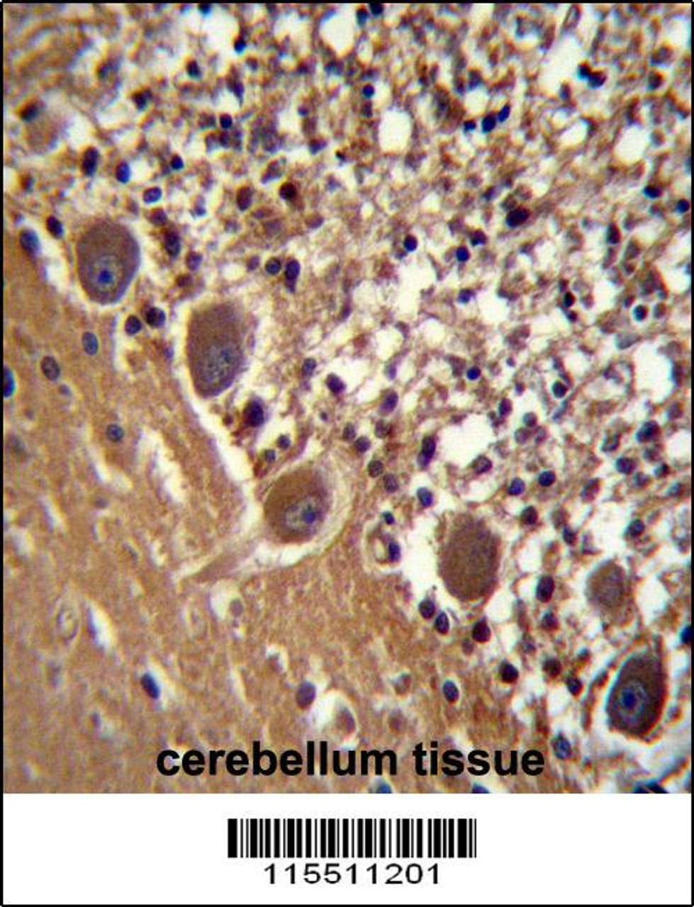 FARSB Antibody immunohistochemistry analysis in formalin fixed and paraffin embedded human cerebellum tissue followed by peroxidase conjugation of the secondary antibody and DAB staining.