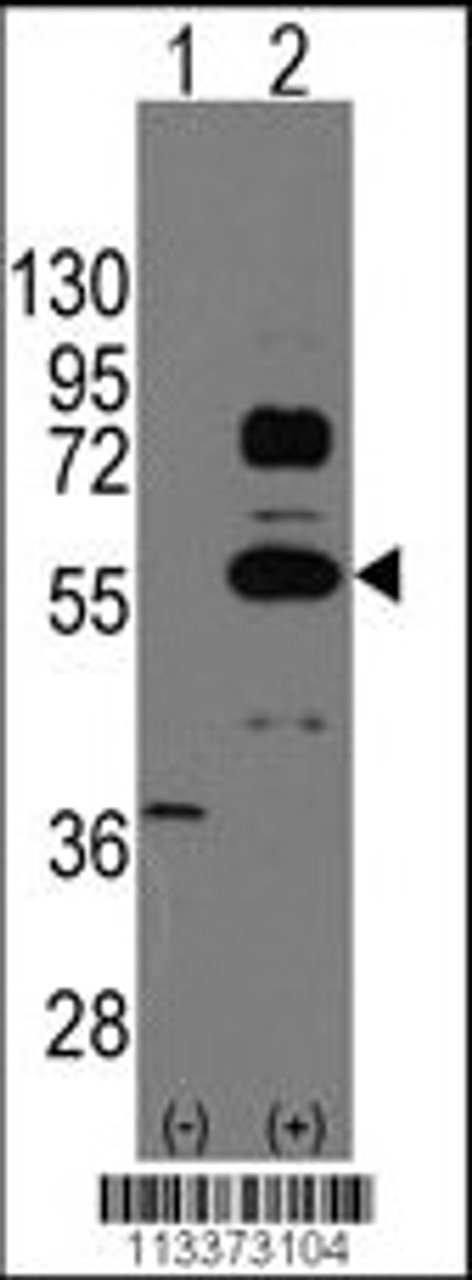 Western blot analysis of SOX9 using rabbit polyclonal SOX9 Antibody.293 cell lysates (2 ug/lane) either nontransfected (Lane 1) or transiently transfected with the SOX9 gene (Lane 2) .