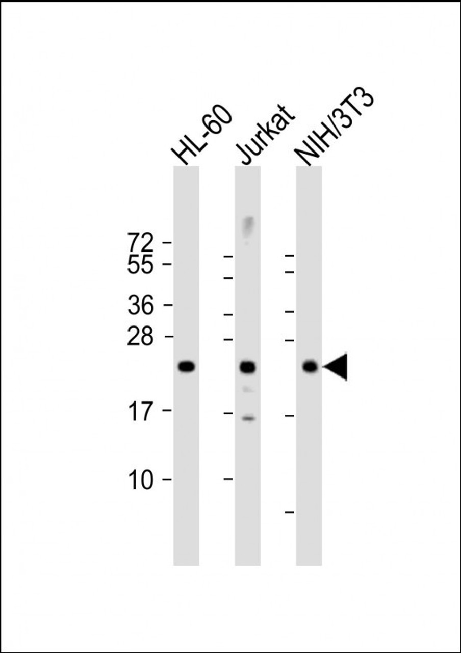 Western Blot at 1:2000 dilution Lane 1: HL-60 whole cell lysate Lane 2: Jurkat whole cell lysate Lane 3: NIH/3T3 whole cell lysate Lysates/proteins at 20 ug per lane.