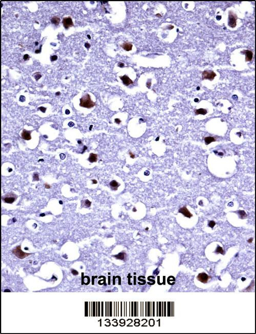 TARBP2 Antibody immunohistochemistry analysis in formalin fixed and paraffin embedded human brain tissue followed by peroxidase conjugation of the secondary antibody and DAB staining.