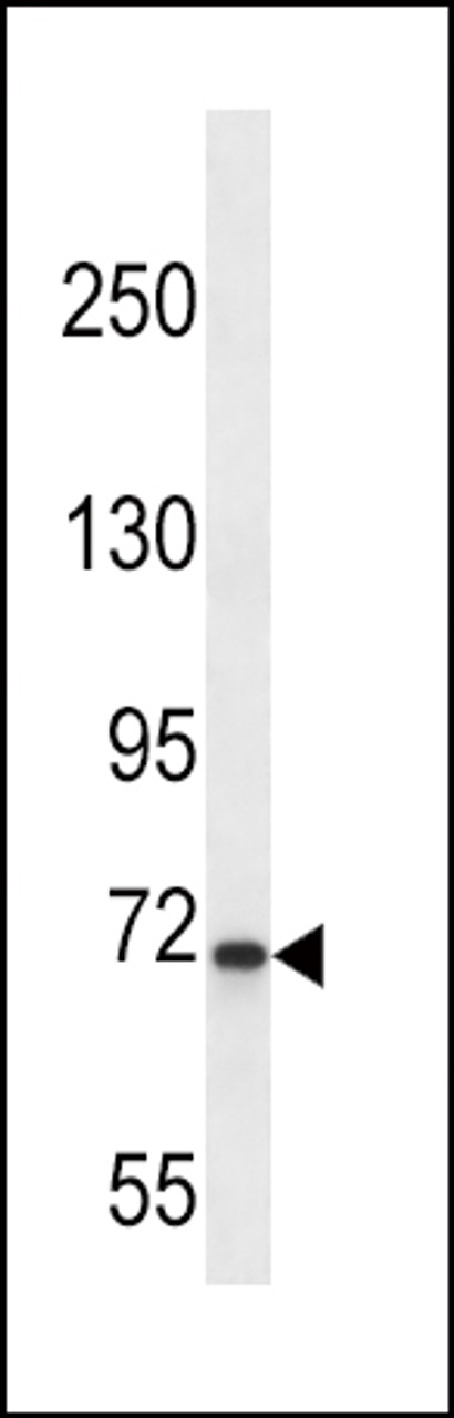 Western blot analysis in K562 cell line lysates (35ug/lane) .