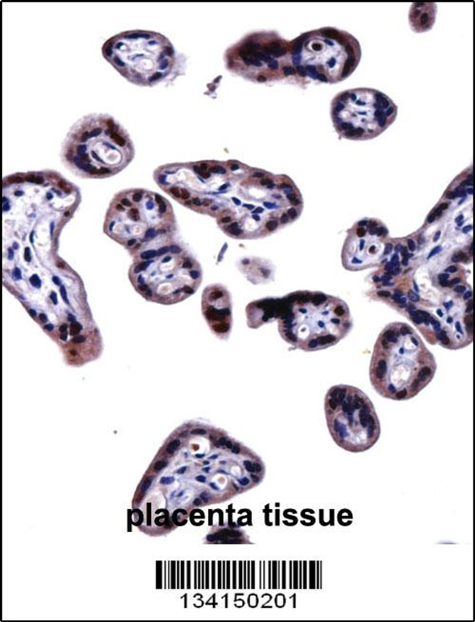 SOCS6 Antibody immunohistochemistry analysis in formalin fixed and paraffin embedded human placenta tissue followed by peroxidase conjugation of the secondary antibody and DAB staining.