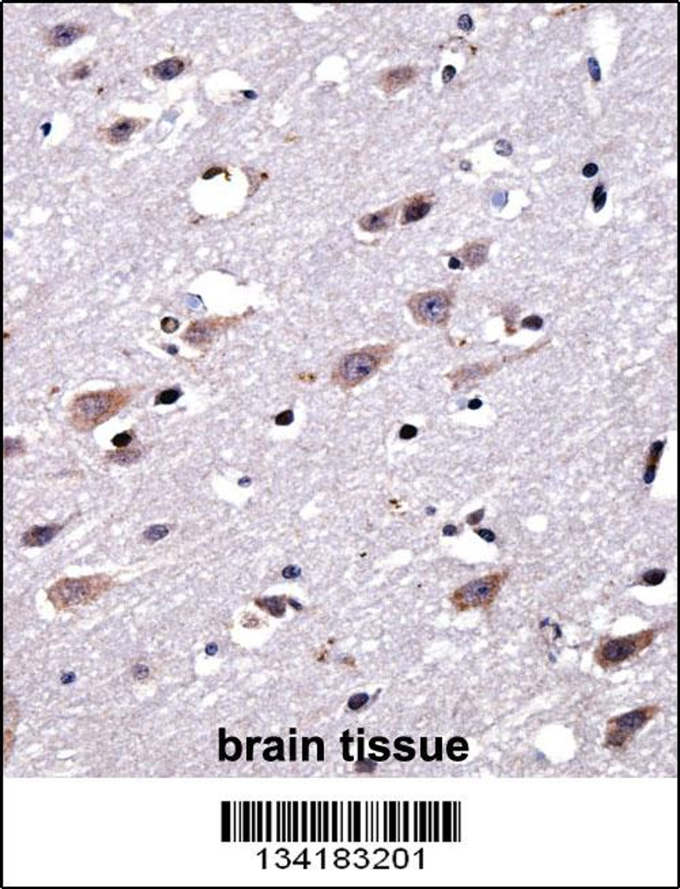 CREG2 Antibody immunohistochemistry analysis in formalin fixed and paraffin embedded human brain tissue followed by peroxidase conjugation of the secondary antibody and DAB staining.
