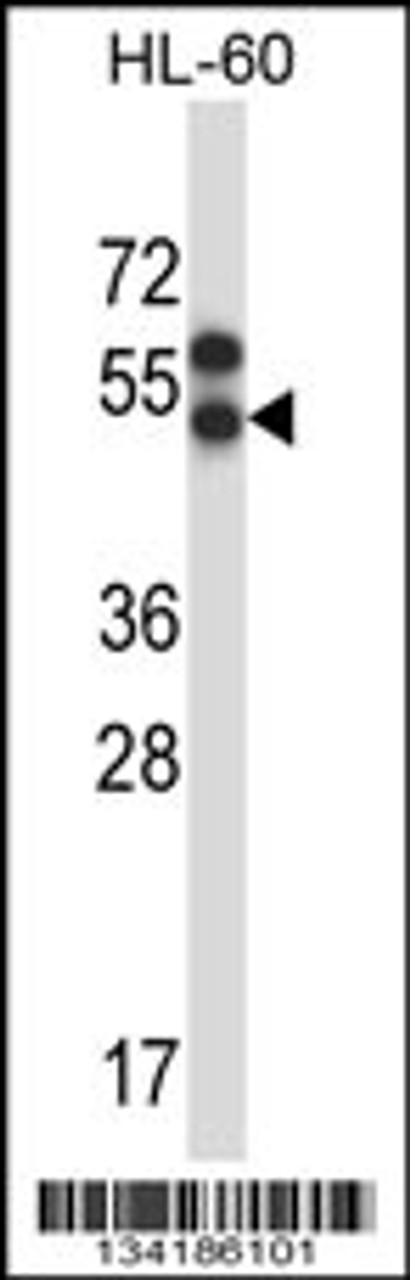 Western blot analysis in HL-60 cell line lysates (35ug/lane) .