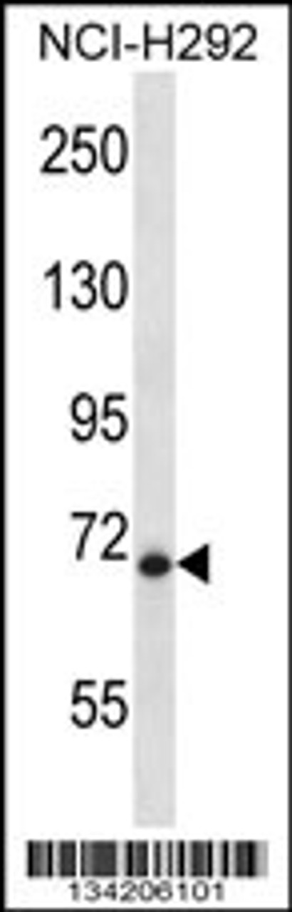 Western blot analysis in NCI-H292 cell line lysates (35ug/lane) .